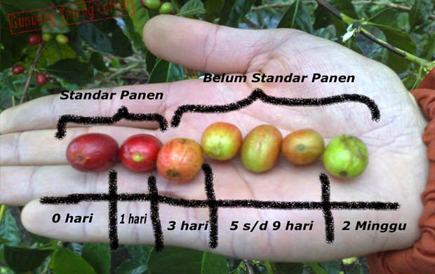 Kopi Robusta Indonesia Telat Panen, Importir Eropa Kelimpungan